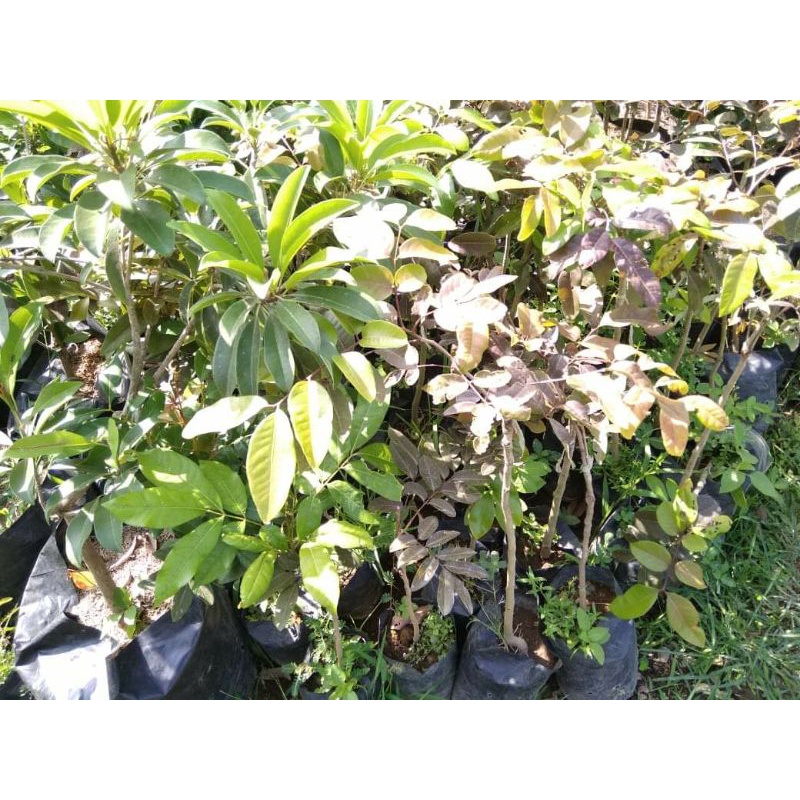 bibit rambutan unggulan