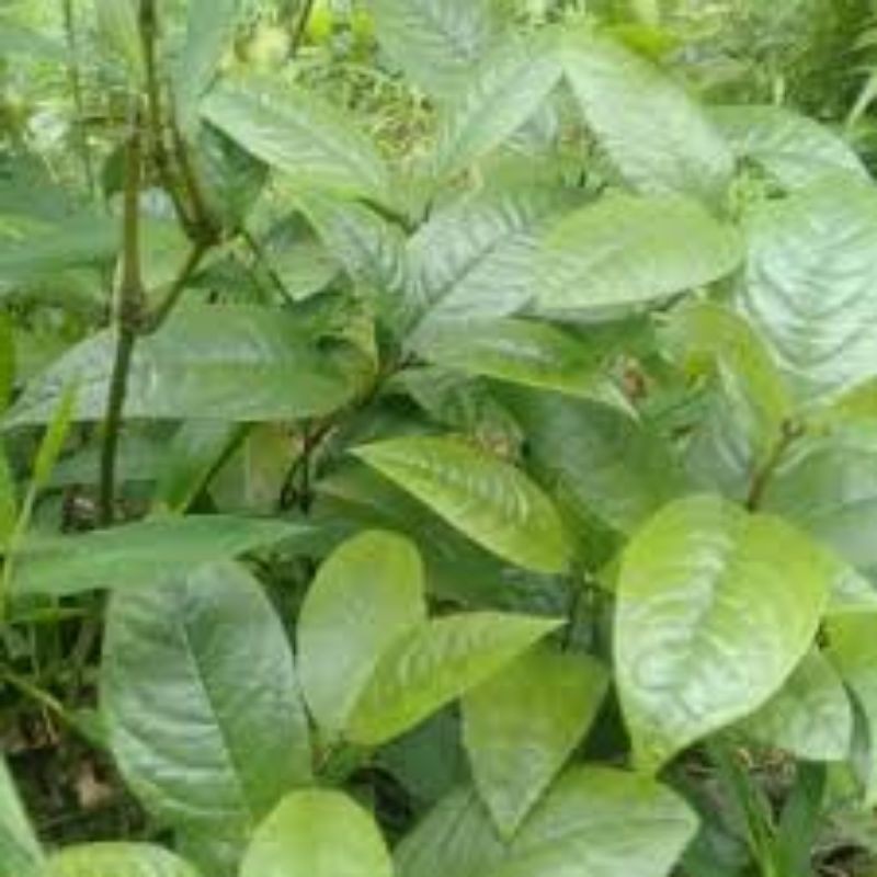 

Daun Karas Tulang Segar 500 Gram