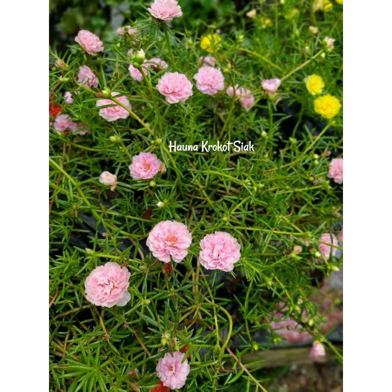 Krokot Import Nampeth
