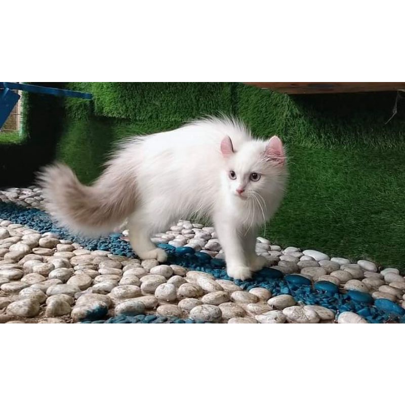 KITTEN NS KINKALOW (JANTAN MIDOL X BETINA MUNCHKIN KINKALOW)