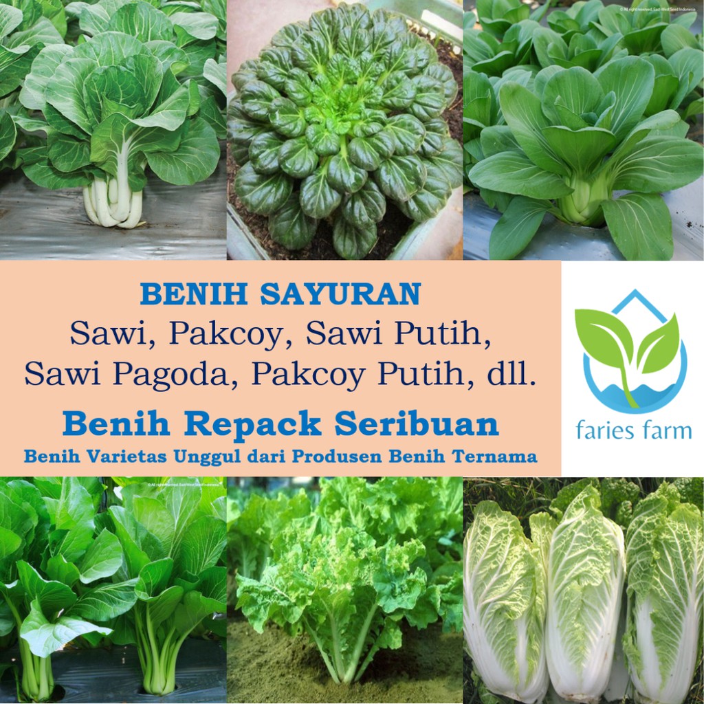 Benih Biji Caisim, Pakcoy, Sawi Keriting, Sawi Pagoda, Sawi Putih, Pakcoy Putih