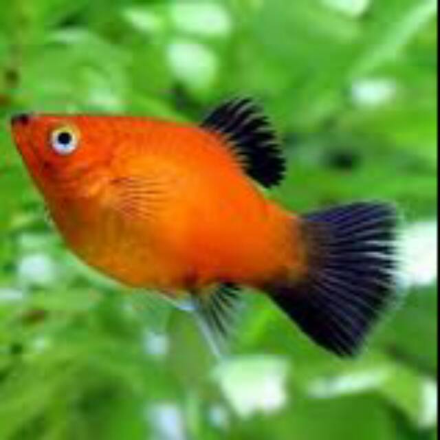 

platy fish