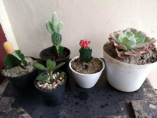 Kaktus Micky Mouse + Pot