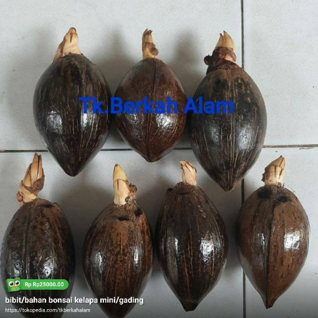 

Bahan bibit bonsai kelapa hybrida gading mini