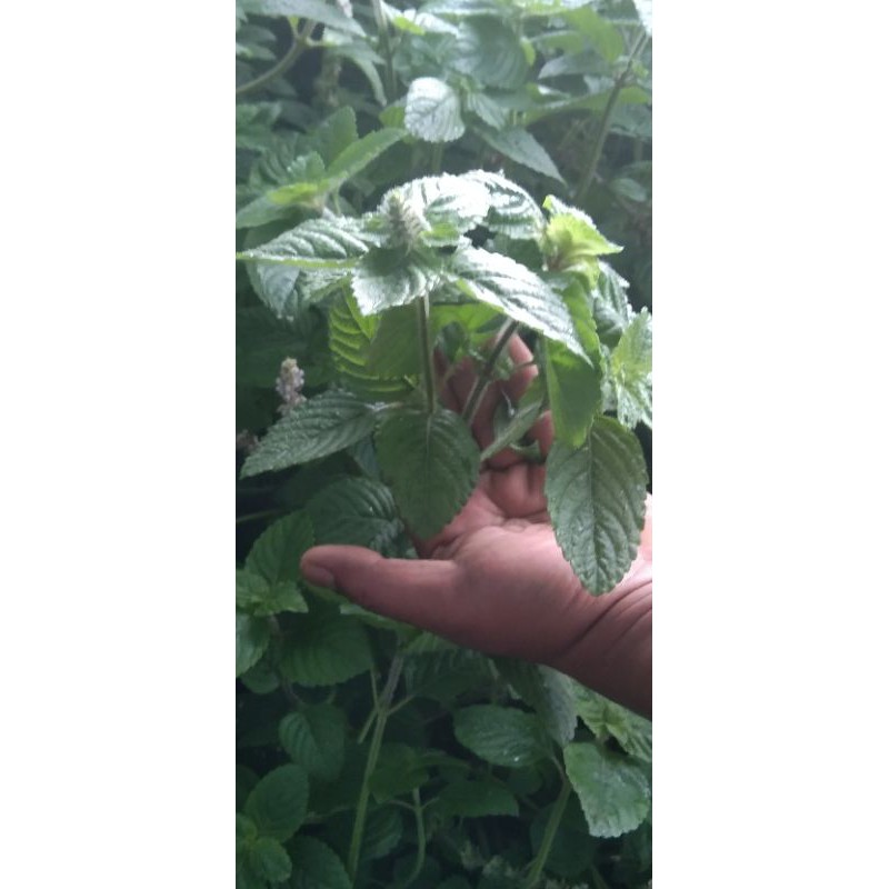 bibit tanaman cincau hitam/ tanaman daun cincau hitam