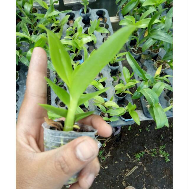 Seedling anggrek dendrobium bulat -tanaman hias hidup-bunga hias hidup-tanaman hidup-bunga hidup-bunga anggrek hidup-bunga gantung hidup-tanaman hias asli