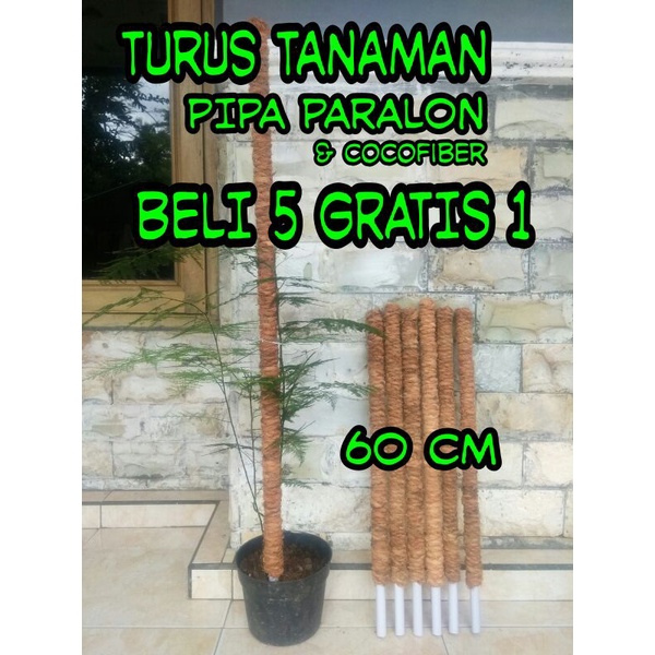 Turus penyangga tanaman menjalar penopang ajir tiang tongkat 60 cm bunga janda bolong serabut kelapa