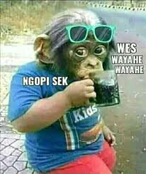 Cocopeat Media Tanam Cocopeat Siap Pakai Cocopeat 1kg