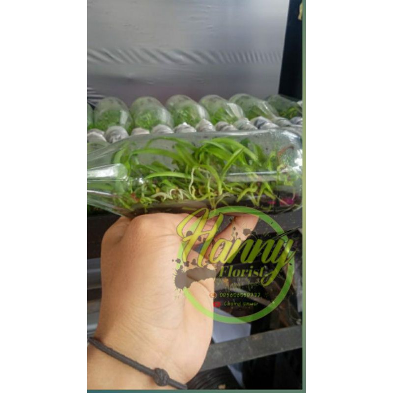 Bibit Anggrek Botol CATTLEYA HYBRID Anggrek Botol