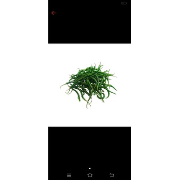 

CABE HIJAU KERITING