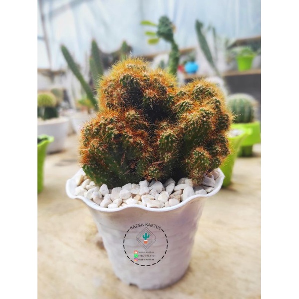 Cereus jamacaru // kaktus emas // kaktus duri emas // jual sukulen kaktus murah haworhia kado unik