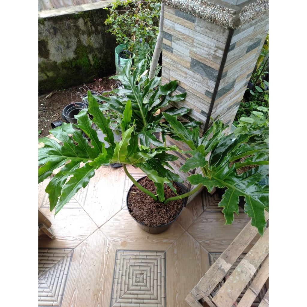 philodendron selloum dewasa/besar