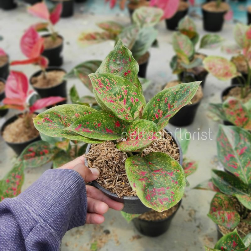 Tanaman Hias Aglaonema Red Spider