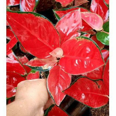 Suksom Jaipong Dewasa