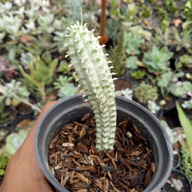 sekulen eforbia putih