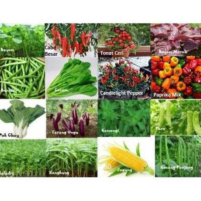 

UNIK SH-201 Amefurashi Paket Hemat Benih/Bibit/Seeds Sayur 22 Jenis Mudah 2 SEPTEMBER