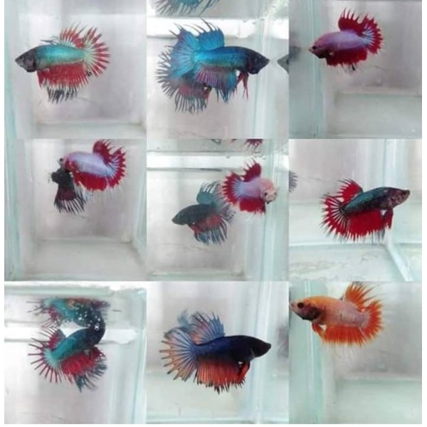 cupang / Ikan Cupang / Cupang Hias BETINA SERIT ATAU CROWN TAIL