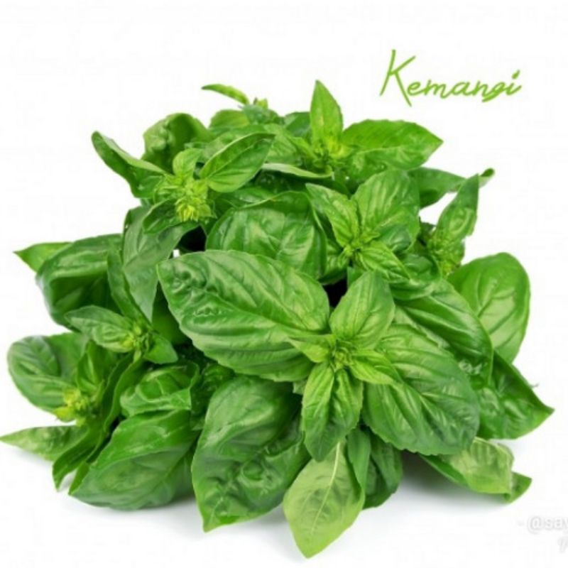 

Kemangi segar per ikat