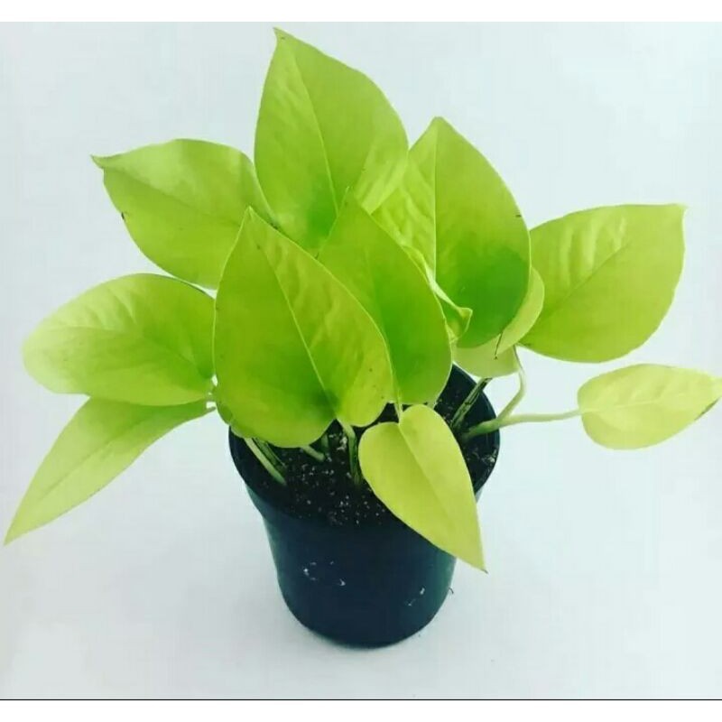 Toko Grosir Sirih Gading Kuning(lemon) 730kyKh1m8Bgo