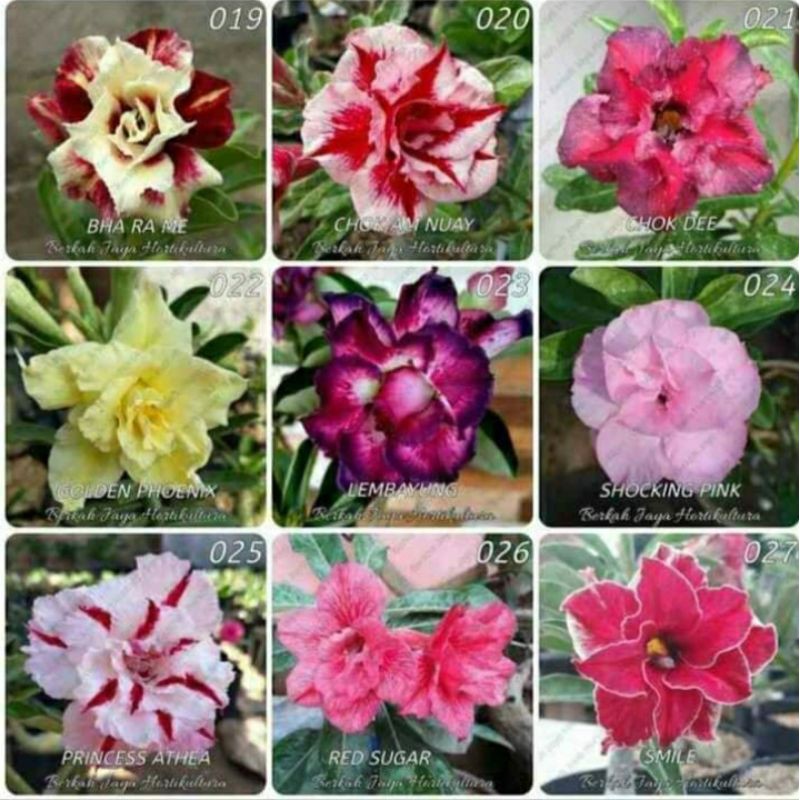 

Kamboja tumpuk paket 4