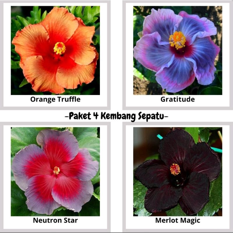 Paket hemat 4 jenis tanaman bunga sepatu import - kembang sepatu import