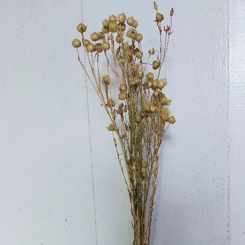 ECER dried flower lino /bunga kering / coriander / dried flowers