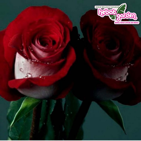 Tanaman Hias Bunga MAWAR Red Rose With Holland Outdoor - Hebat Store