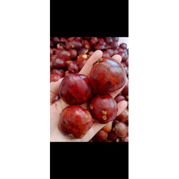 

Jengkol tua Kalimantan Super 1000gram