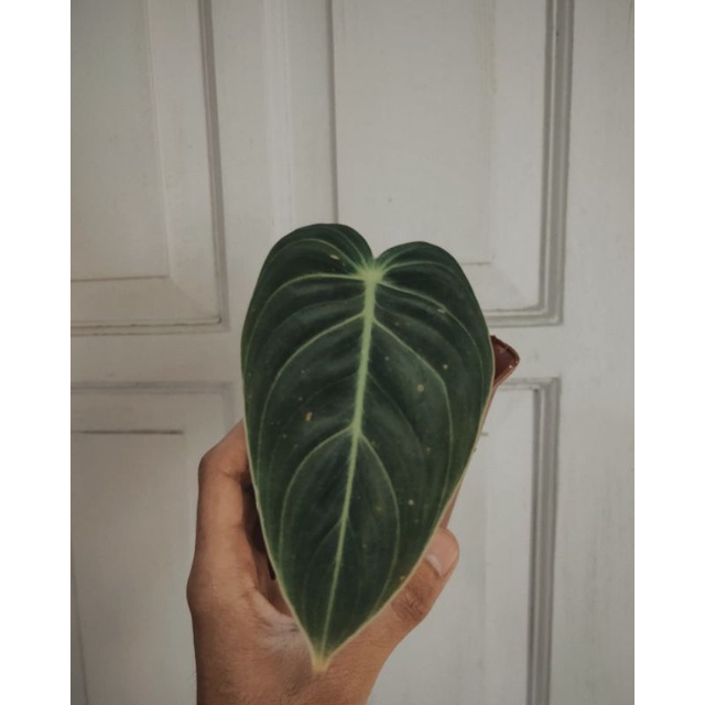 Philodendron Melano Chrysum Narrow - philodendron melano ekonomis - melanochrysum narrow - 1D