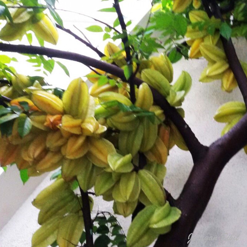 BIBIT BELIMBING MADU OKULASI