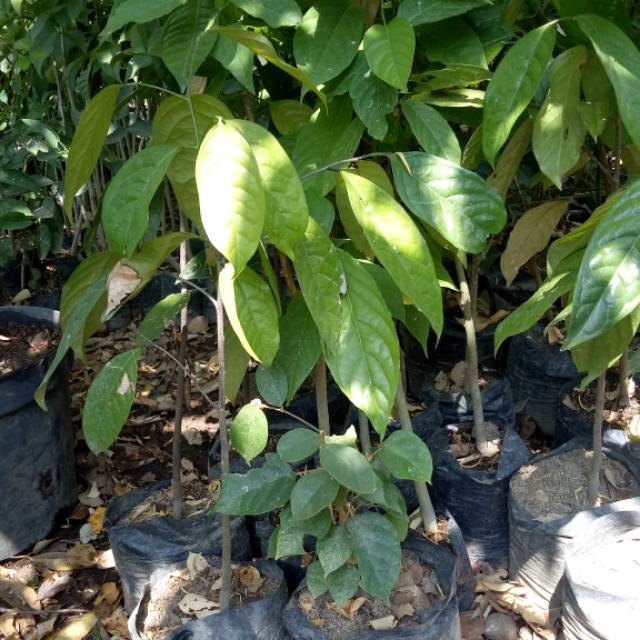 Bibit tanaman buah langsat