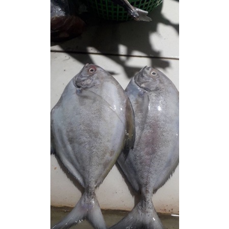 

bawal abu-abu 500grm