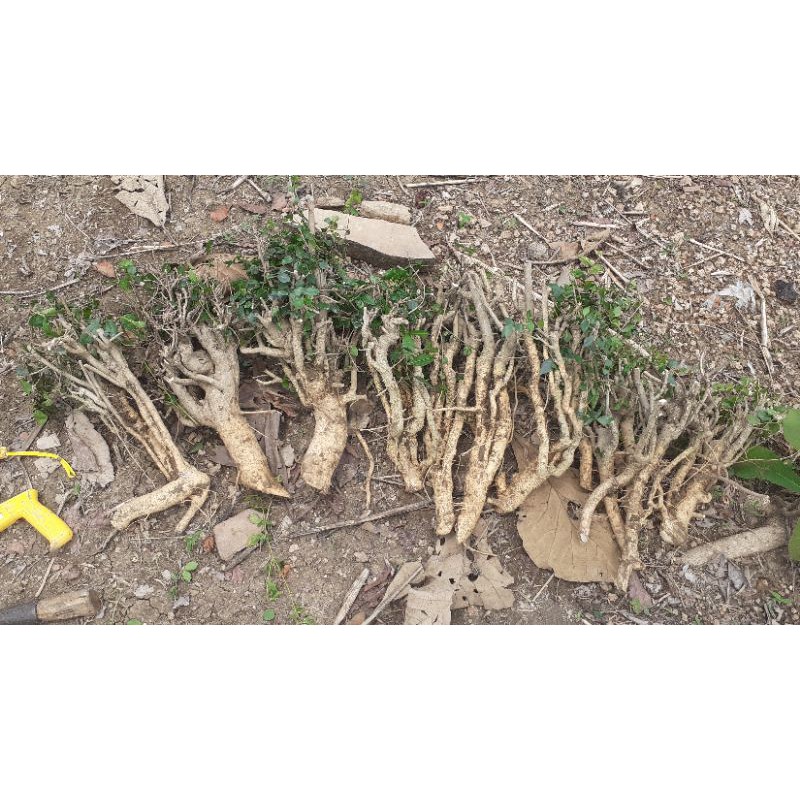 serut dongkelan berkarakter bahan bonsai 250g