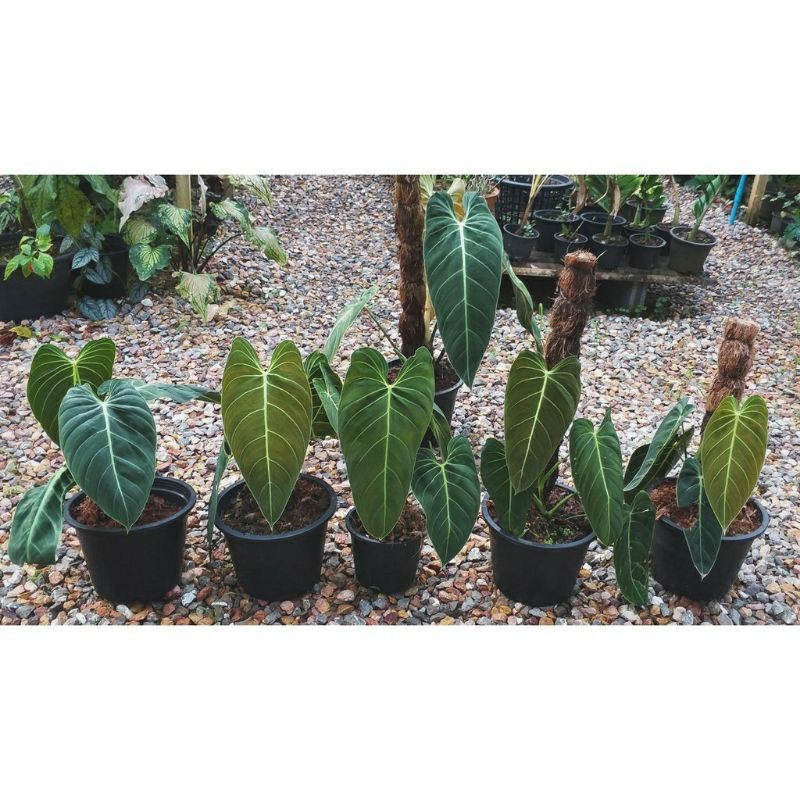 Batang/Bonggol Philodendron Melanochrysum