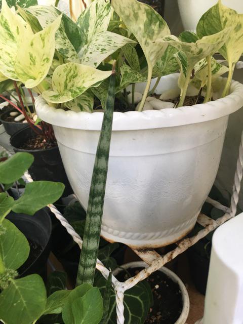 Pot Shallom 20 Putih