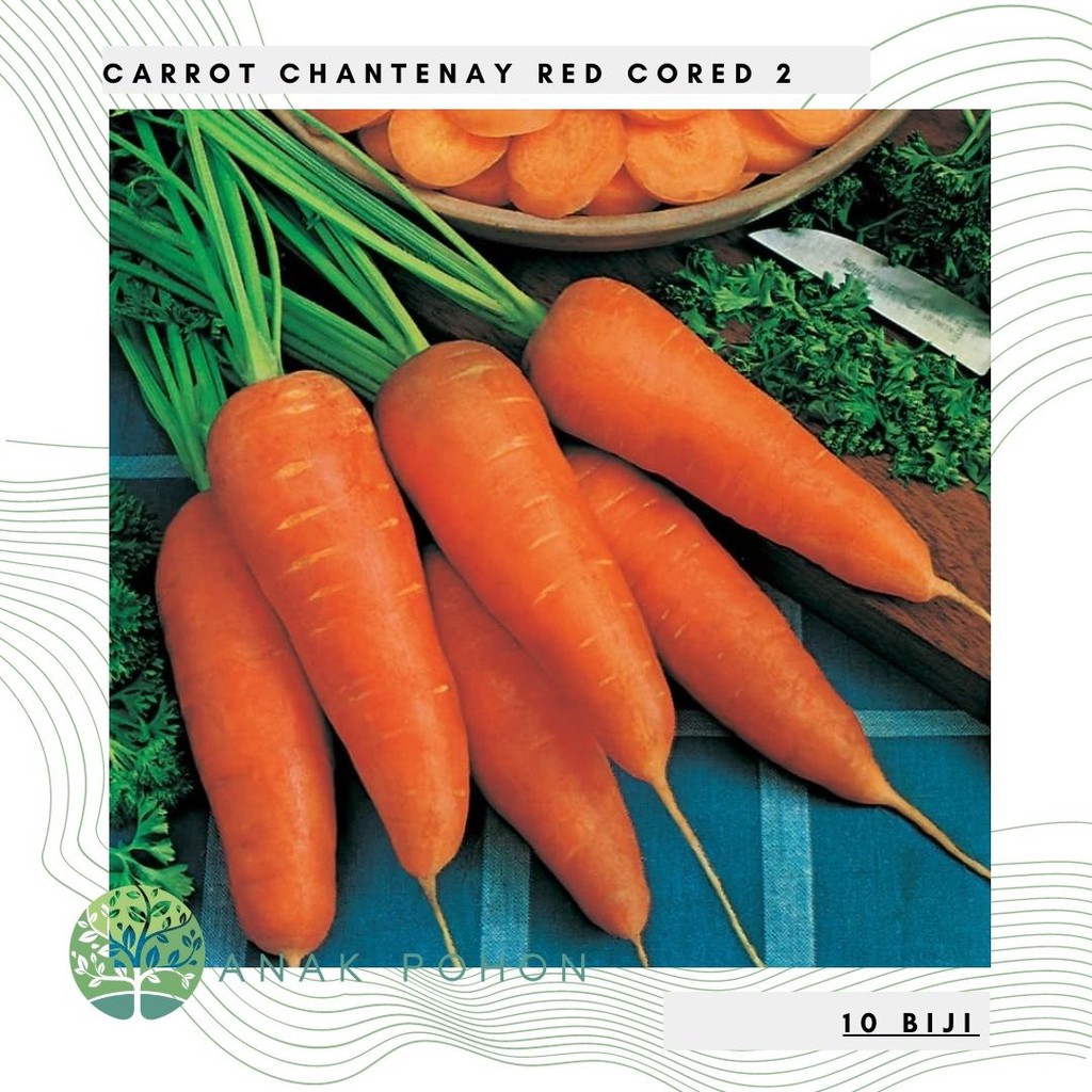 Benih Bibit Biji - Carrot Chantenay Red Cored 2 Wortel Seeds - IMPORT