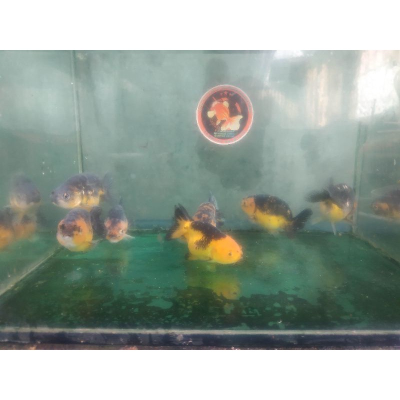 Ikan Mas koki Ranchu kirin/pancawarna