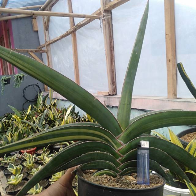 Sanseviera samurai dwarf