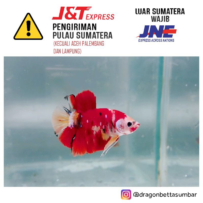 Ikan Cupang Jantan Nemo Koi Super Red, Sesuai Gambar Iklan (Limited)