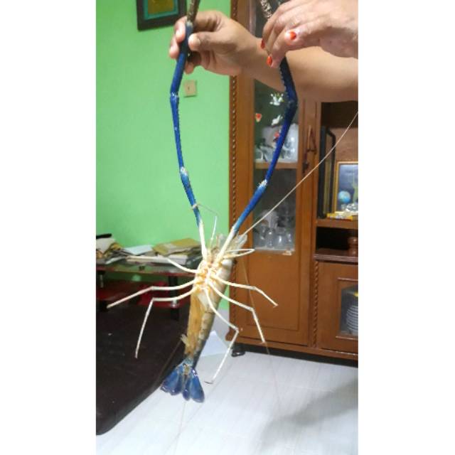 

Udang Sungai
