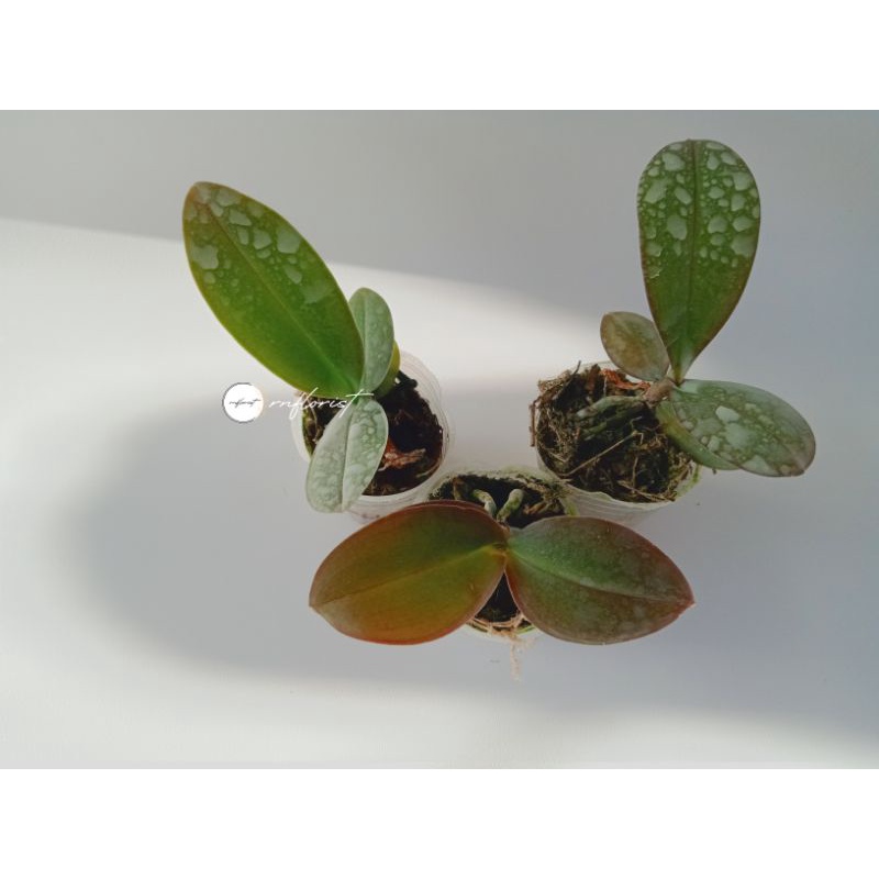 seedling anggrek bulan