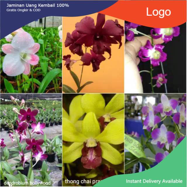 PROMO PAKET ANGGREK DENDRO 6 JENIS DEWASA - tanaman hidup-Bunga Anggrek Hidup Asli Murah-Dendrobium