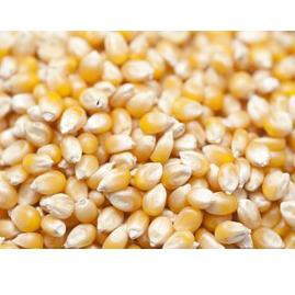 

Ready Stock D0KZZ 1kg Biji Jagung Popcorn bikin di rumah Holiday popcorn crunch 100 Dijual