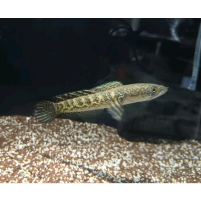 CHANNA AURANTI MACULATA sz 12-15cm