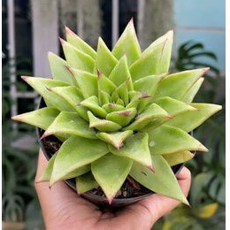 Sukulen Agavoides Red Edge