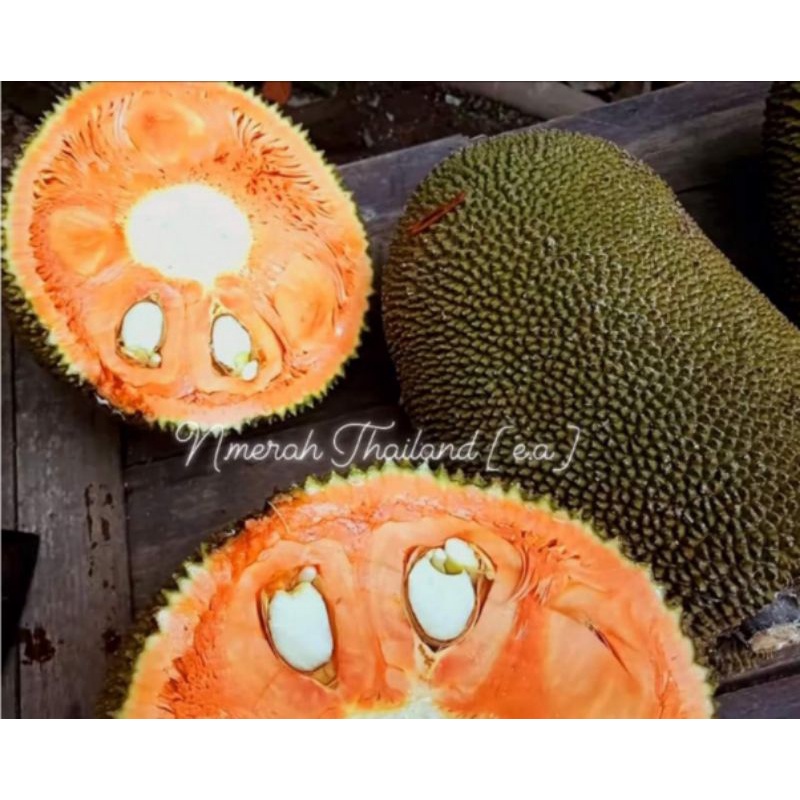 Bibit Nangka Merah Thailand, Hasil Okulasi,Tinggi 1 Meter