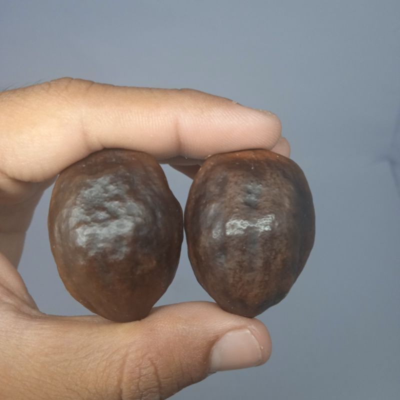 Muncang Adu Asli Pangandaran Jenis Mayat Unggulan