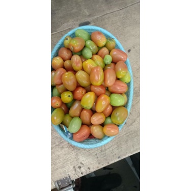 

Tomat Ceri Kecil