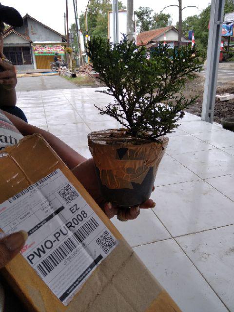 Tanaman Bonsai Kemuning Super Micro