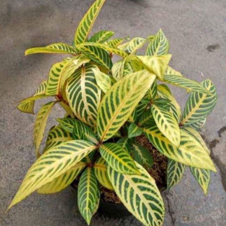 Tanaman hias Aphelandra golden kuning-Bunga Aphelandra kuning